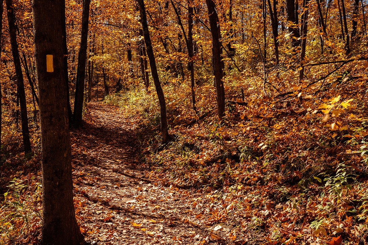 Fall Leaves Wisconsin